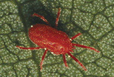 Ara&ntilde;a roja